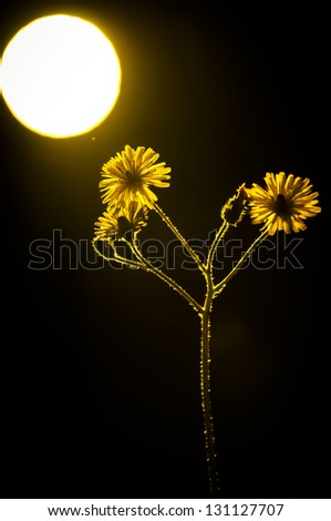 Flowers with black background