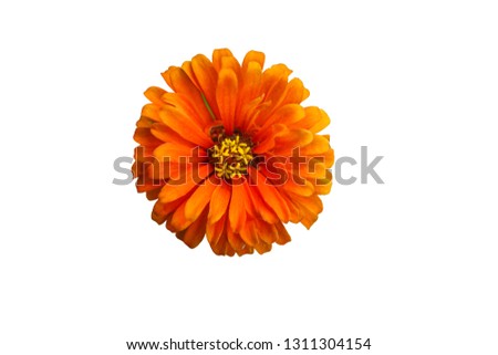 Orange calendula flower isolated with clipping path on white background