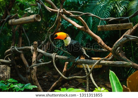 toucan sitting on the branch in the rainforest safari park in China watching into the camera
