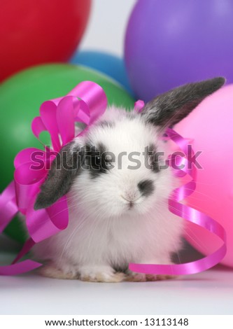 The lovely rabbit among balloons on a white background