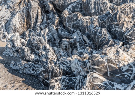 Golden Retriever Hiding in White and Black Rocks