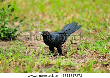 a black bird