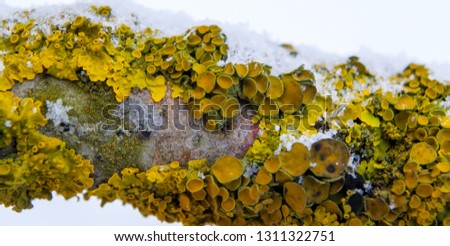 Xanthoria parietina (common orange lichen, yellow scale, maritime sunburst lichen and shore lichen) on the branch.