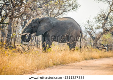 South Africa - Kruger national park - African bush (savanna) elefant (loxodonta africana) grazes in the forest near the gravel road in park protected area with blured background and foreground