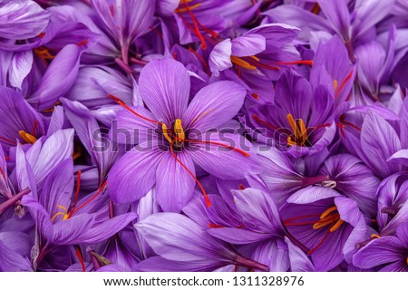 Harvest Flowers of saffron after collection. Crocus sativus, commonly known as the "saffron crocus".Handful. Royalty-Free Stock Photo #1311328976