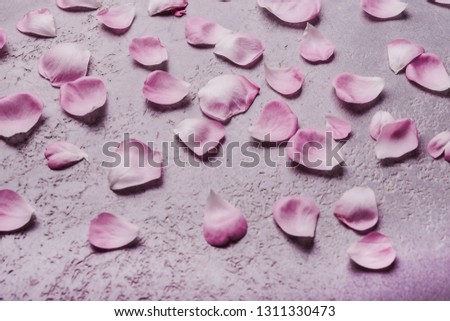 Spring flowers background. Pink rose buds on gray  background, top view