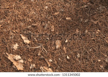  Forest floor covered with needles                               