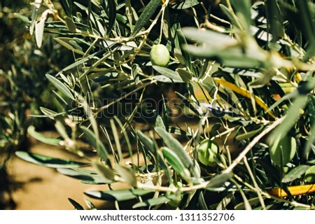 Olives grow in Greece. Olive branches