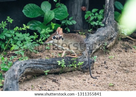 An elephant shrew in Liwonde National Park in Malawi. Royalty-Free Stock Photo #1311355841