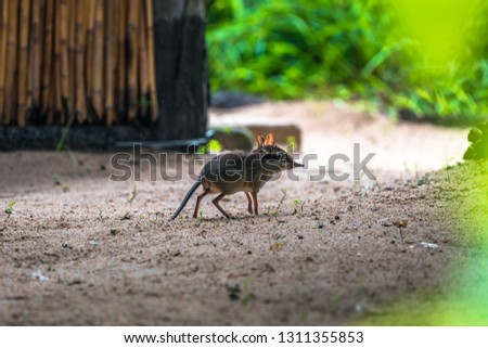 An elephant shrew in Liwonde National Park in Malawi. Royalty-Free Stock Photo #1311355853