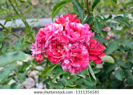Pink Roses Rosa Home Gardening Planting Stock Photo