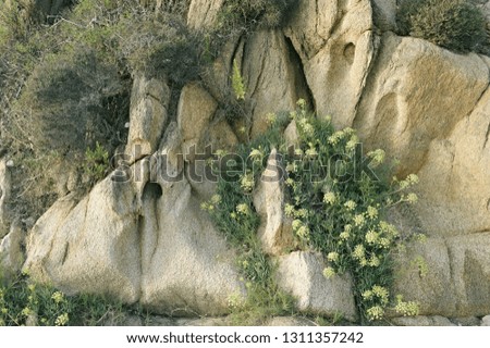 Mountain plants grow on the coastal cliffs of Greece