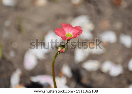 Red Tiny Flower Blooming Home Gardening and Planting Stock Photo