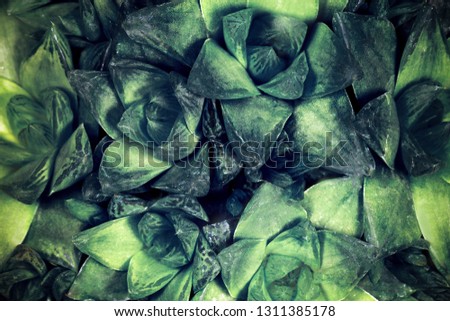 green succulent, toned background image