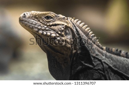Cuban rock iguana