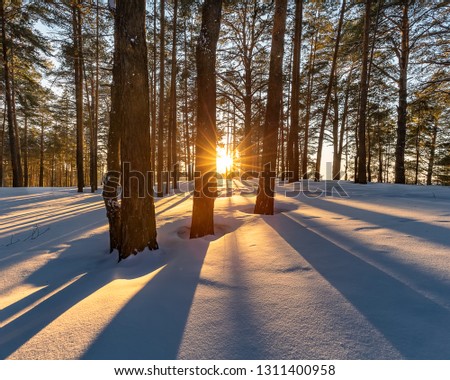 Sunset in the Winter Forest. Front View of the Sun Piercing Through the Trees and Spreading Gorgeous Golden Rays on White Snow. Siberia, Russia.