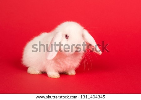 Cute young white rabbit on a red background seen from the front