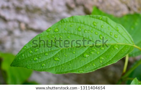 Beautiful green leaf with rain drops.Green leaf texture background.