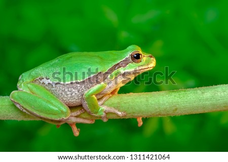 Beautiful Europaean Tree frog Hyla arborea - Stock Image