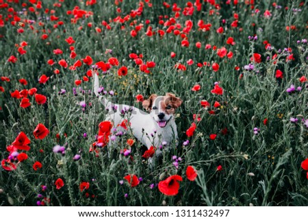 portrait outdoors of a beautiful jack russell standing in a poppy field at sunset. Spring concept