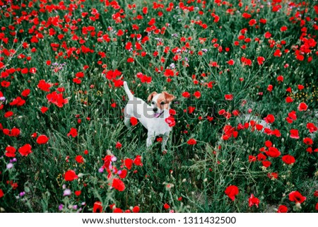 portrait outdoors of a beautiful jack russell standing in a poppy field at sunset. Spring concept