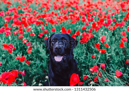 portrait outdoors of a beautiful black labrador standing in a poppy field at sunset. Spring concept
