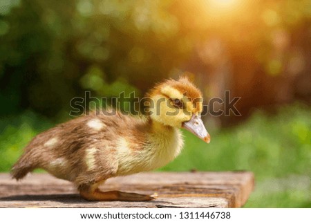 small brown duckling on wooden background, natural green background
