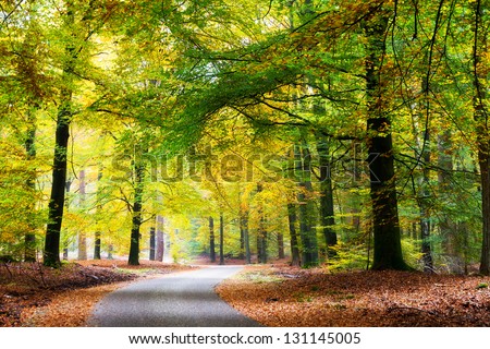 Beautiful road through the forest in autumn in national park 'De Hoge Veluwe' in the Netherlands