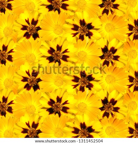 Beautiful floral background of marigolds and calendula. Isolated 