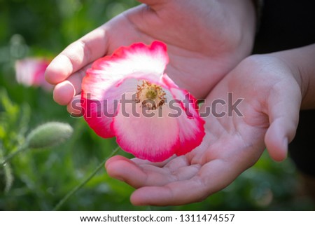 Closeup picture on hand touching poppy flower in the field of wheat on summer day outdoors copy space background