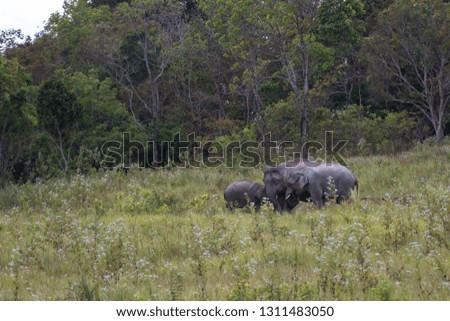 Asian elephant, Mother and young, standing in the tropical forest