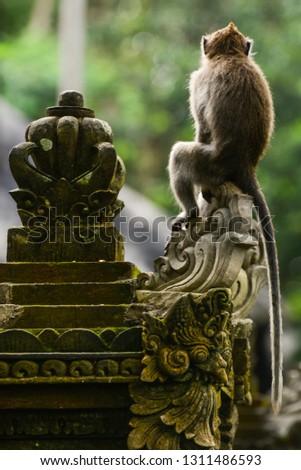 Monkey portrait in the street, Bali