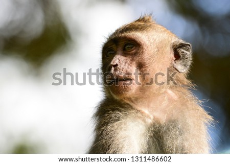 Little monkey portrait in Bali