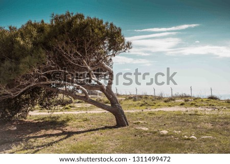 Crippled tree in Malta amongst blue skies