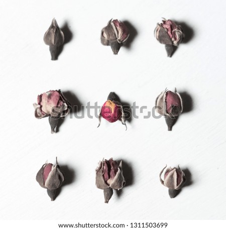 Edible flowers on white background
