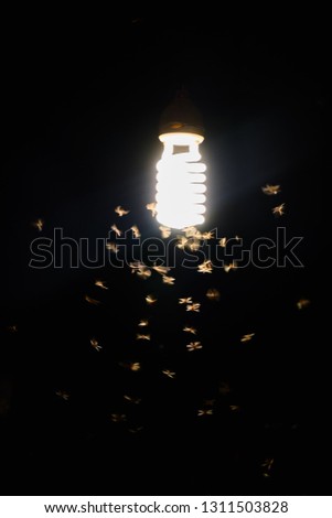 Moths flying around a lamp. Close-up.