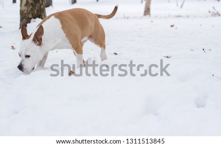 Dog winter joy portrait