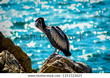 
beautiful american pelican