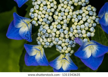 Beautiful blue or red hydrangea flowers