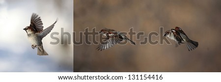 sparrow Royalty-Free Stock Photo #131154416