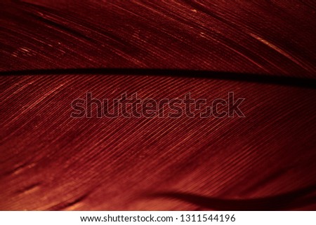 A pink feather close up with a golden light behind it. Royalty-Free Stock Photo #1311544196