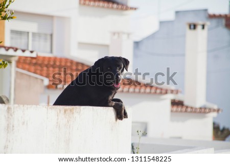 Black labrador looking arund the village in Spain -  dog on holidays and vacations.