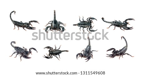 Group of scorpion isolated on a white background. Insect. Animal.