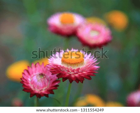 Close up Helichrysum bracteatum (Straw flower) on green background,feeling love,image for card,