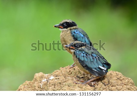 A pair of children of Blue-winged Pitta waiting for parents to take care