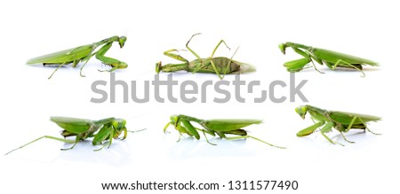 Group of green mantis isolated on white background. Insect. Animals.