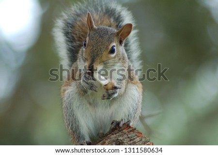 North America Gray Squirrel