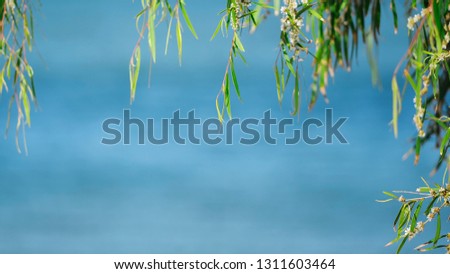 Copy space, with green leaves forming a border above the blue ocean background.
Natural leaves, hanging in front of turquoise soft focus ocean water.