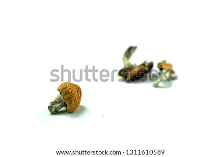 Psilocybe cubensis is a species of psychedelic mushroom whose principal active compounds are psilocybin and psilocin. Commonly called shrooms, magic mushrooms,strain Golden Teacher