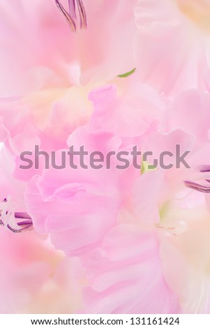 Studio Shot of Lilac Colored Gladiolus Flowers Background. Macro. Symbol of Reminisce, Love and Precision.